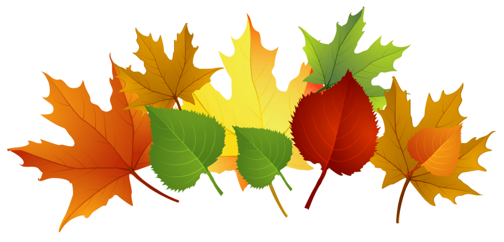 leaves